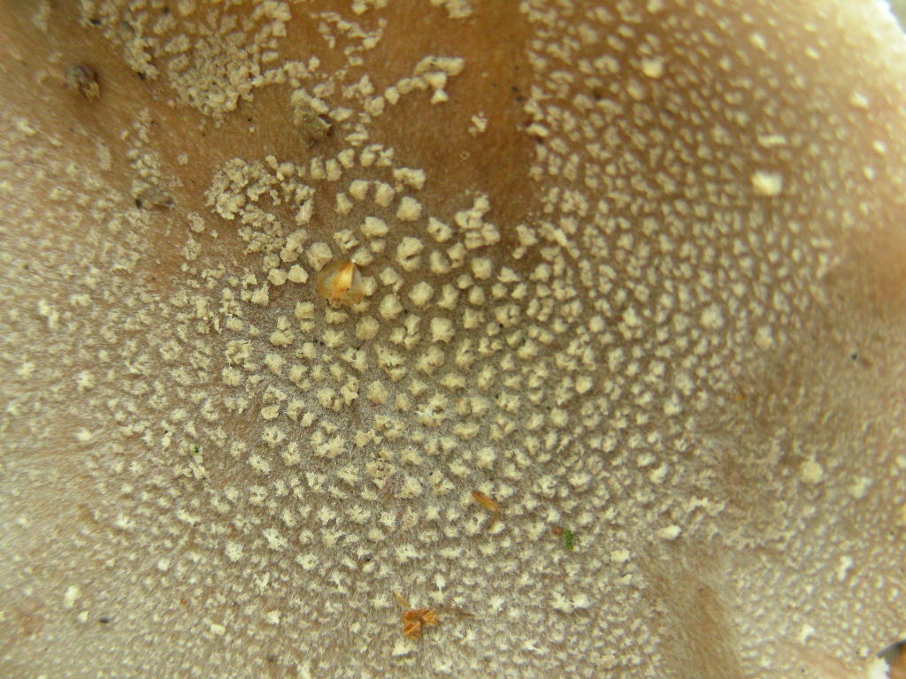Amanita....variet